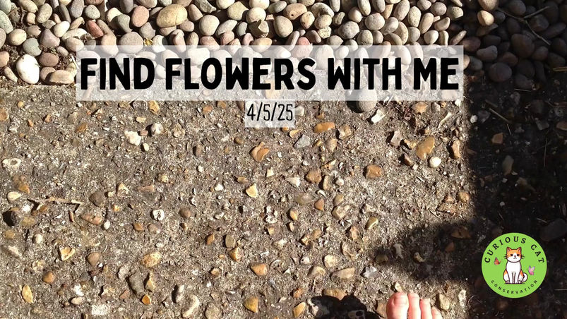 Find Flowers With Me